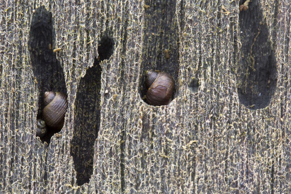 Ruwe alikruik leeft hoog in het getijdengebied, vaak weggestopt in holten en kieren. Ruwe alikruik | © Misjel Decleer