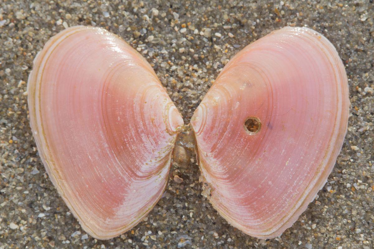 Een door een tepelhoren aangeboorde tere platschelp. Aangeboorde tere platschelp | © Misjel Decleer