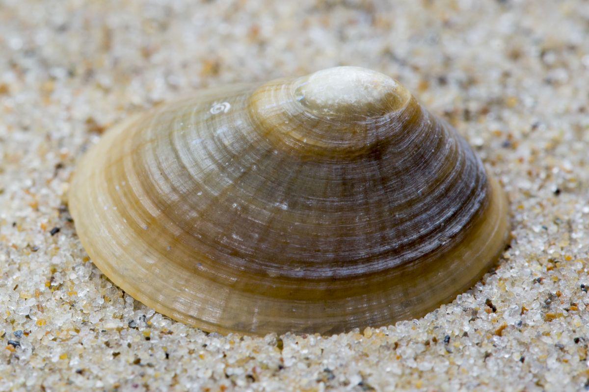 Tussen de klauwvoet van suikerwier leeft een andere vorm (vroeger gladde schaalhoren genoemd) Tussen de klauwvoet van suikerwier leeft een andere vorm (vroeger gladde schaalhoren genoemd) | © Misjel Decleer