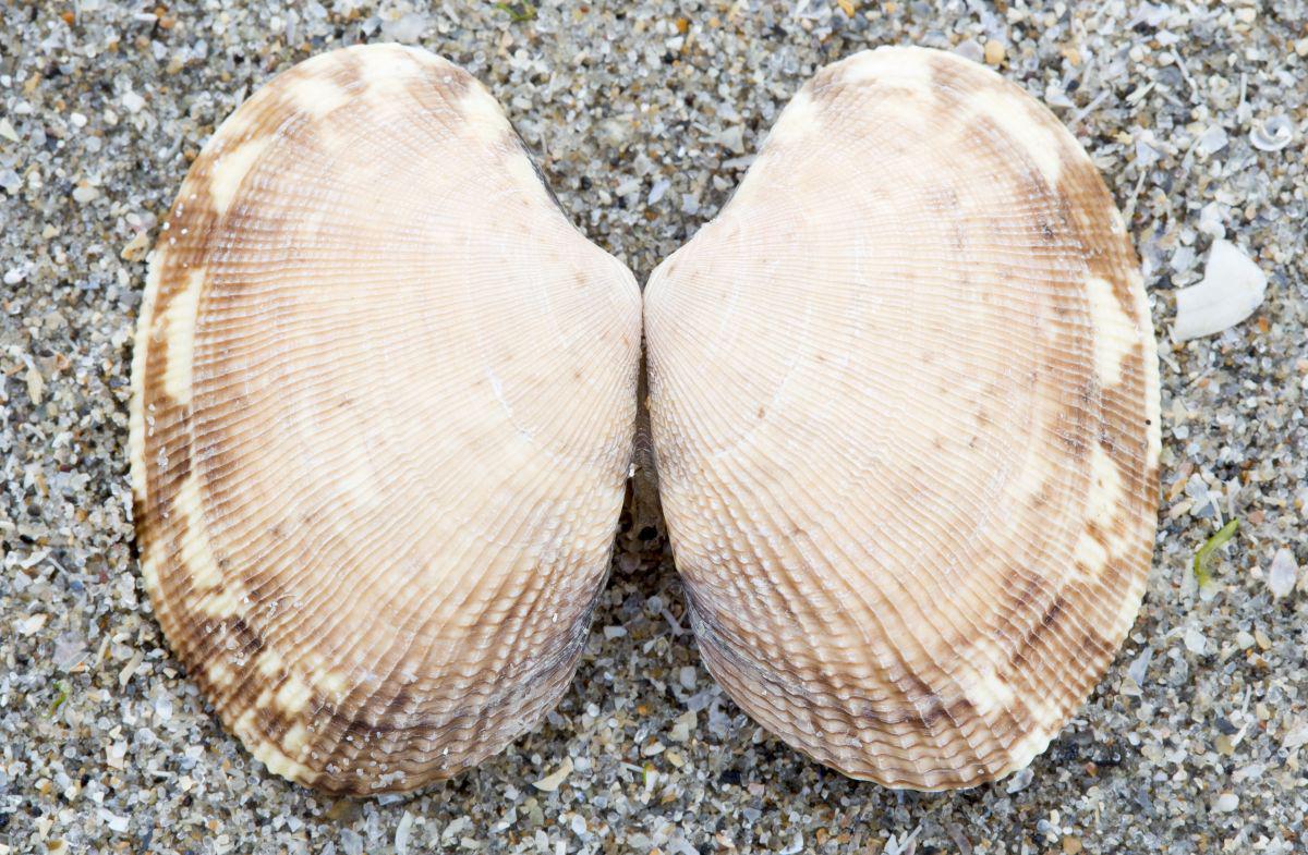 Filipijnse tapijtschelp Filipijnse tapijtschelp | © Misjel Decleer