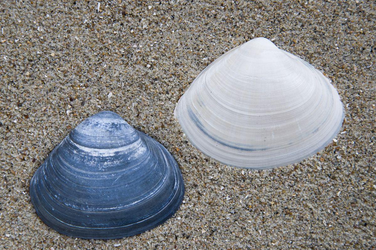 Fossiele schelpen van grote strandschelp Fossiele schelpen van grote strandschelp | © Misjel Decleer