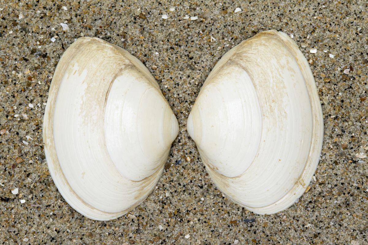 Schelpen van een recente stevige strandschelp Schelpen stevige strandschelp | © Misjel Decleer