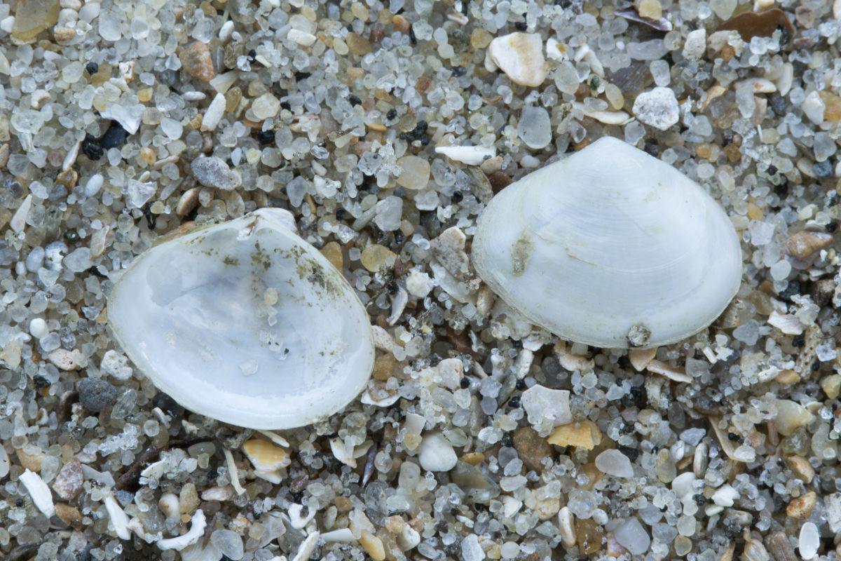 Tere dunschaal heeft een driehoekige vorm Tere dunschaal | © Misjel Decleer