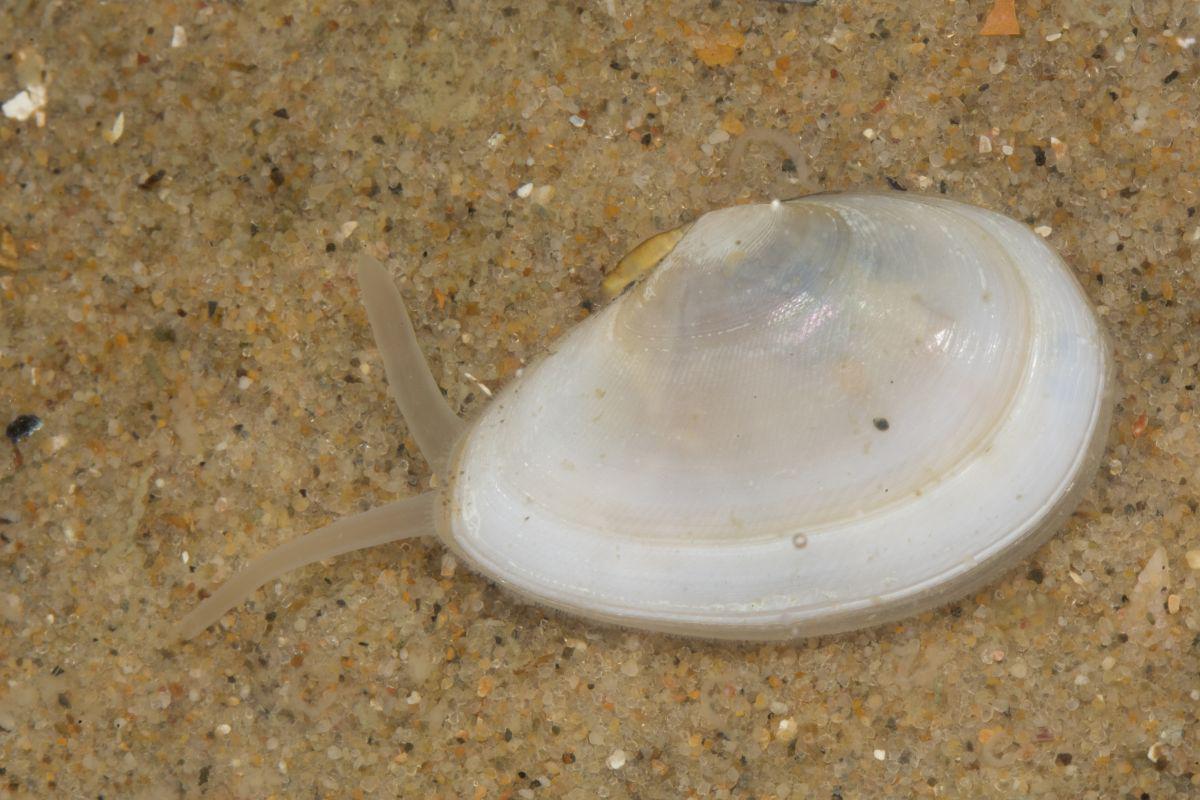 Een levend exemplaar van de rechtsgestreepte platschelp met lange sifobuizen Rechtsgestreepte platschelp | © Misjel Decleer