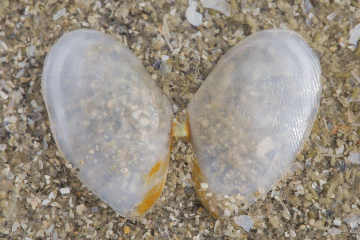 Enkel de rechterklep van deze tere, platte schelp heeft een diagonaal groevenpatroon Rechtsgestreepte platschelp | © Misjel Decleer