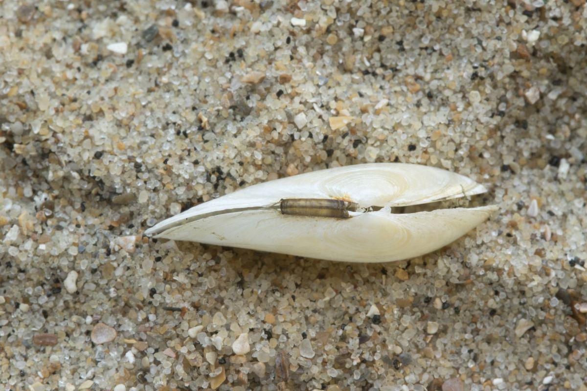 De rand van het slot vertoont een zwakke S-vorm Rechtsgestreepte platschelp | © Misjel Decleer