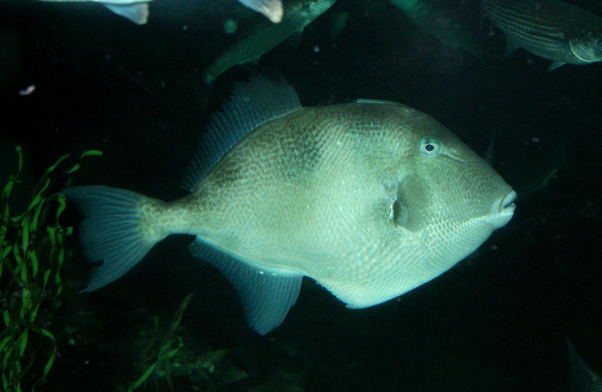 Trekkervis aquarium | © Foto Fitis, Sytske Dijksen