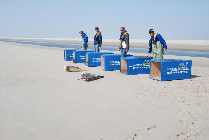 Uitzetten van zeehonden Uitzetten van zeehonden | © Ecomare