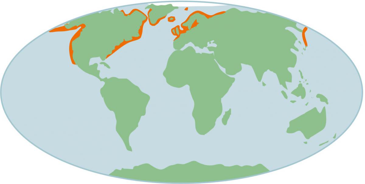 Verspreiding gewone zeehond op wereldschaal Verspreiding gewone zeehond op wereldschaal | © Ecomare, Sherri Huwer