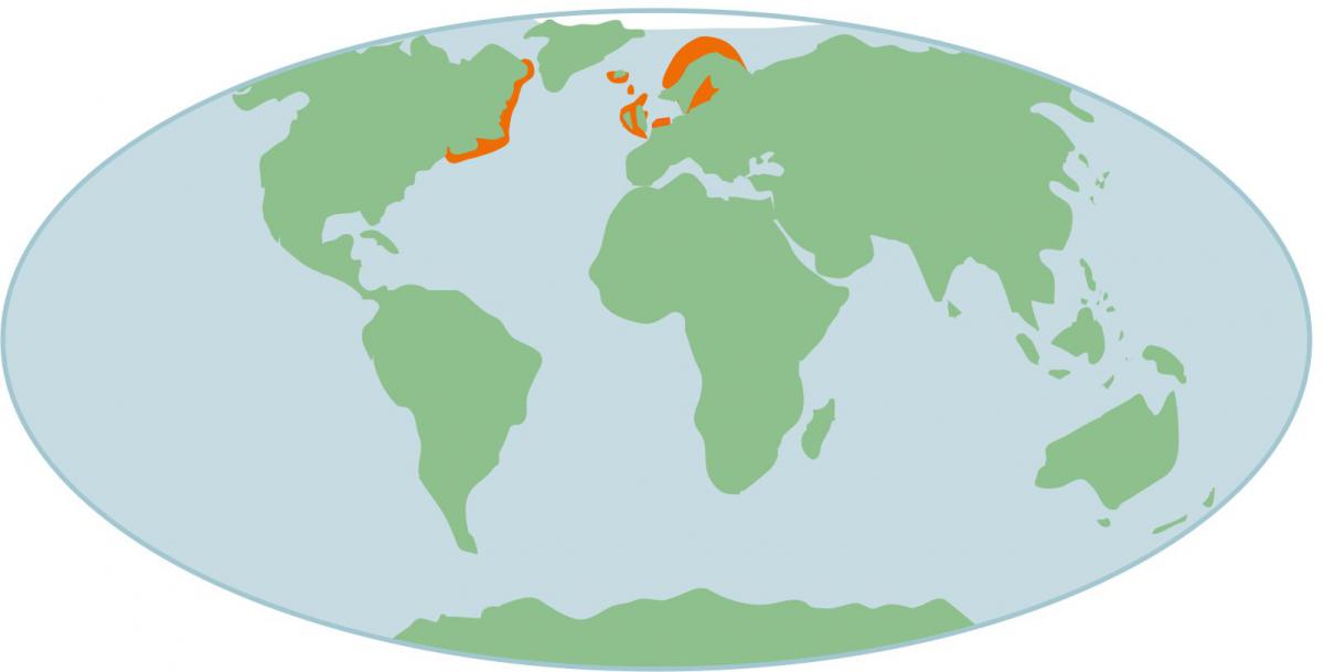 Verspreiding van de grijze zeehond Verspreiding van de grijze zeehond | © Ecomare