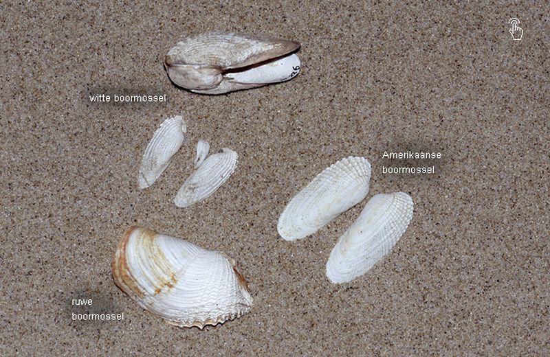 De verschillende boormossels De verschillende boormossels | © Ecomare