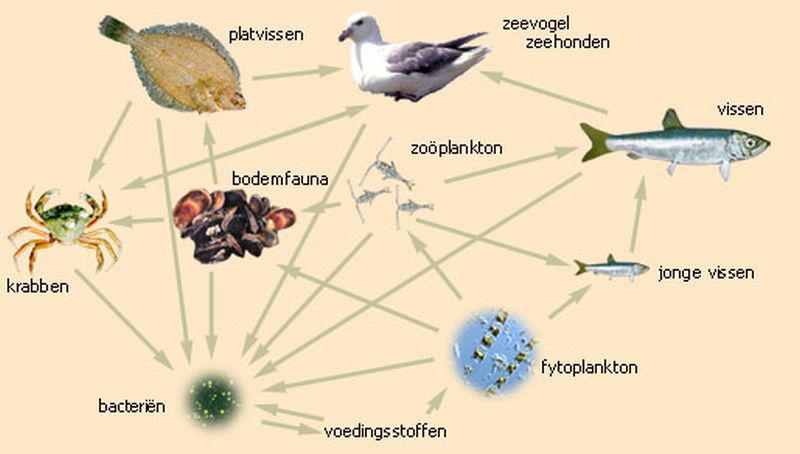 Kringloop van voedsel in het zeemilieu Kringloop van voedsel in het zeemilieu | © Ecomare, Oscar Bos