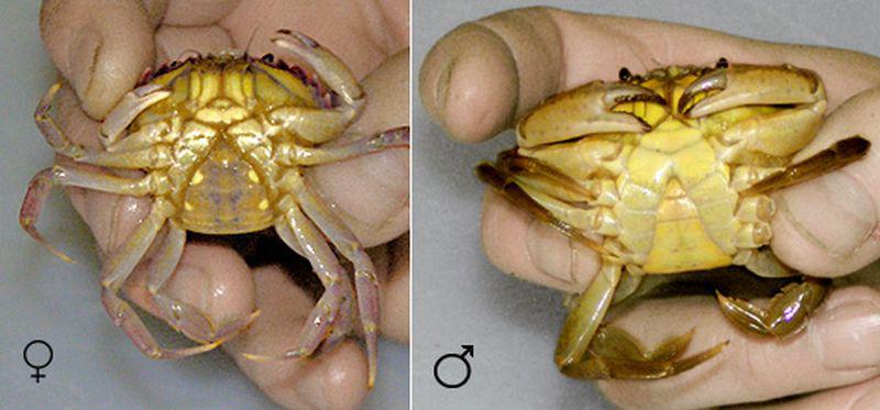 Verschil tussen vrouwelijke (rechts) en mannelijke (links) krab  Sexueel dimorfisme krab | © Ecomare, Pam Lindeboom