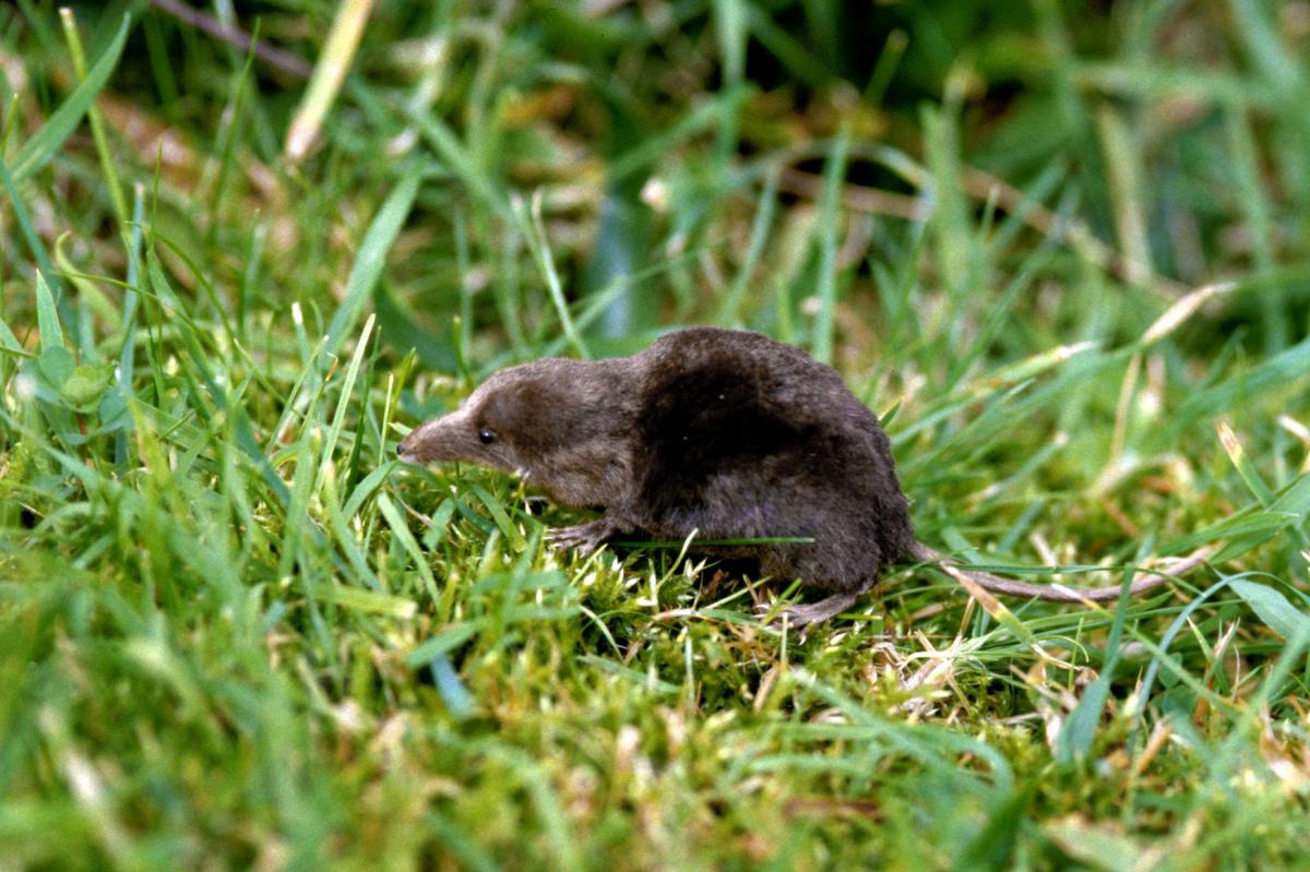Waterspitsmuis Waterspitsmuis | © Ecomare, Sytske Dijksen