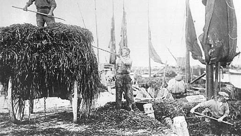 Wiervangst in de haven van den Oever Wiervangst in de haven van den Oever | © Historische Vereniging Wieringen