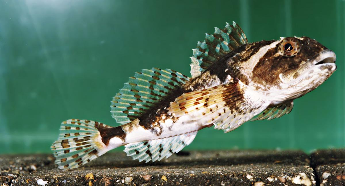 Zeedonderpad  Zeedonderpad | © Ecomare, Peter van der Wolf