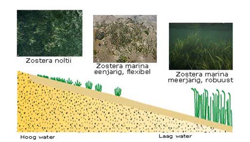 Schematische tekening van groeiplaatsen zeegrassoorten Schematische tekening van groeiplaatsen zeegrassoorten | © Ecomare, Marieke van Katwijk