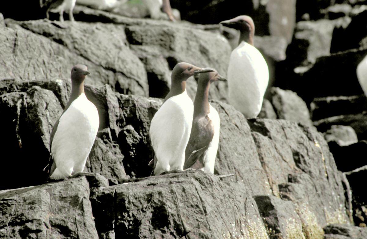Zeekoetenkolonie Zeekoetenkolonie | © Ecomare