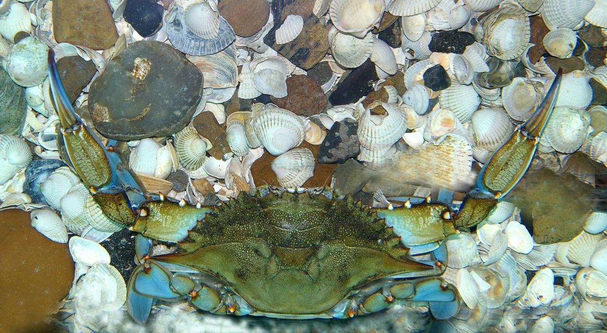 Blauwe zwemkrab | © Ecomare, Foto Fitis, Sytske Dijksen