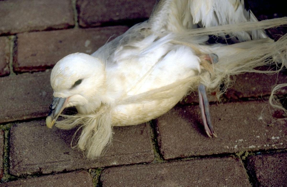 Noordse stormvogel met zwerfvuil | © Ecomare, Salko de Wolf