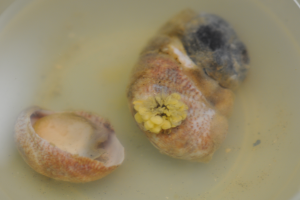 Eieren muiltje | © WoRMS, Willy Vanlandschoot