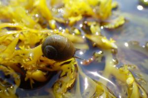 Stompe alikruik | © WoRMS, Julius A. Ellrich