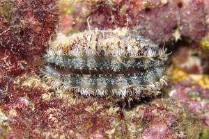 Bonte mantel | © WoRMS - Pillon Roberto