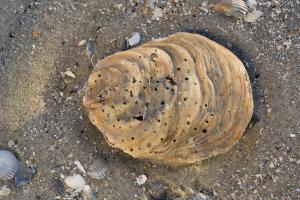Fossiele schelp van platte oester, met gaatjes door boorspons | © Misjel Decleer