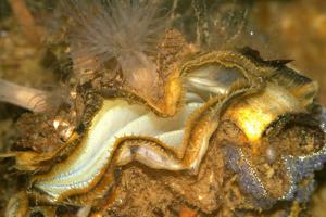 Japanse oester | © Ecomare, Foto Fitis, Sytske Dijksen