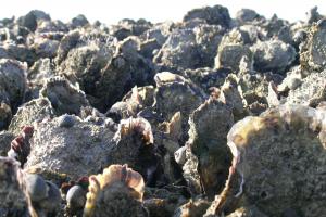 Rif van Japanse oesters | © Ecomare, Oscar Bos
