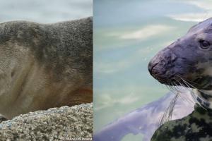 Links: gewone zeehond | © WoRMS, Roland François - Rechts: grijze zeehond | © Pixabay, natural landscapes