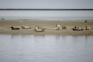 Zeehonden op zandplaat | © Ecomare, Salko de Wolf