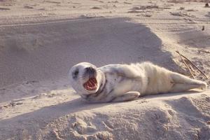 Jonge grijze zeehond, Texel 1992 | © Ecomare
