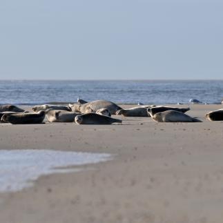 Gewone zeehonden op zandplaats | © Ecomare, Salko de Wolf