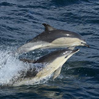 Gewone dolfijn zwemmend | © Ecomare, Marijke de Boer