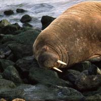 Walrus | © Ecomare