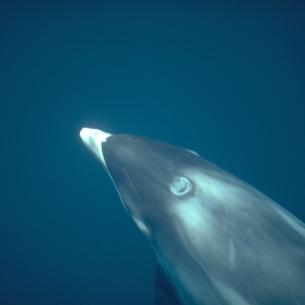 Witsnuitdolfijn onderwater | © Ecomare, Marijke de Boer